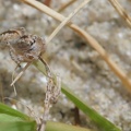 ProxyPlouharnel 003