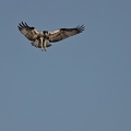 Balbuzard_Pecheur